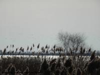 Imagine atasata: Bega - 2015.01.17 - 100.jpg
